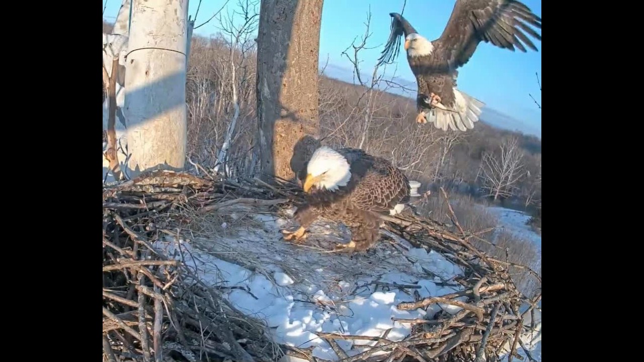 January 29 2026 - Bella & Scout - Scout Delivers Headless Fish and Sticks - NCTC Bald Eagles