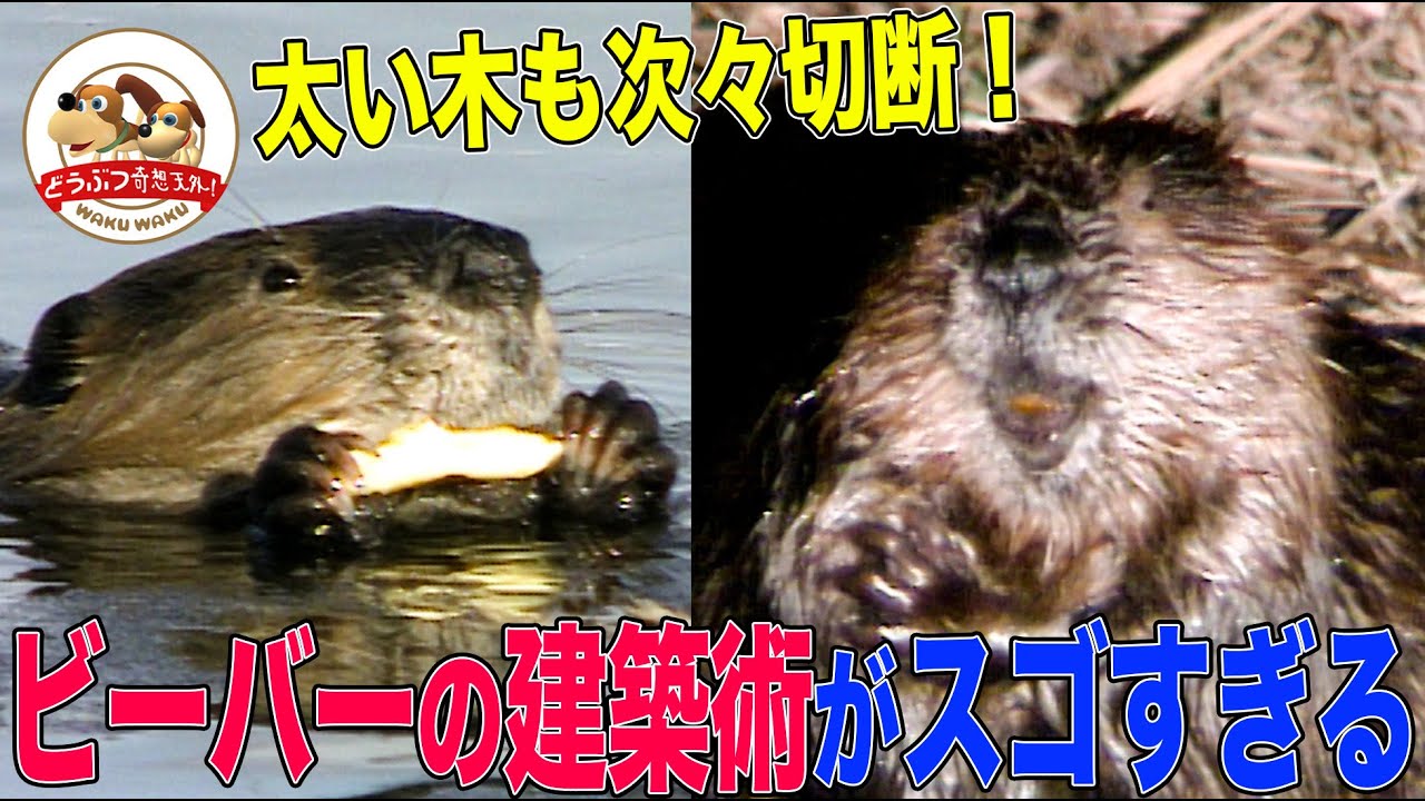 巨木を倒し、巨大ダムをつくる名建築家…ビーバーくんの日常はもう大変！ダム決壊に天敵出現で大忙し（完全版）【どうぶつ奇想天外／WAKUWAKU】