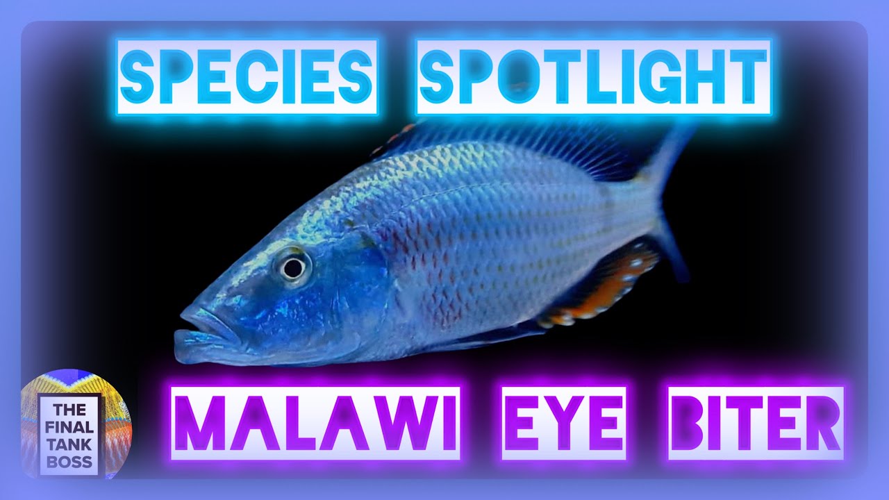 Cutting-Edge Evolution: The Malawi Eye Biter Cichlid