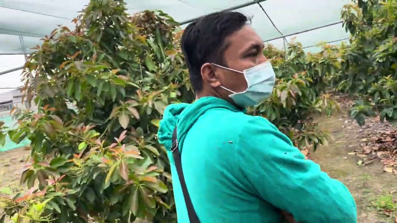 Kebun alpukat unik Taiwan