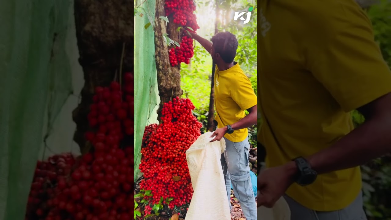 മൂട്ടിപ്പഴത്തിന്റെ വിശേഷങ്ങളറിയാം.... കാത്തിരിക്കുക | Moottippazham | Idukkimoottippazham | Idukki |