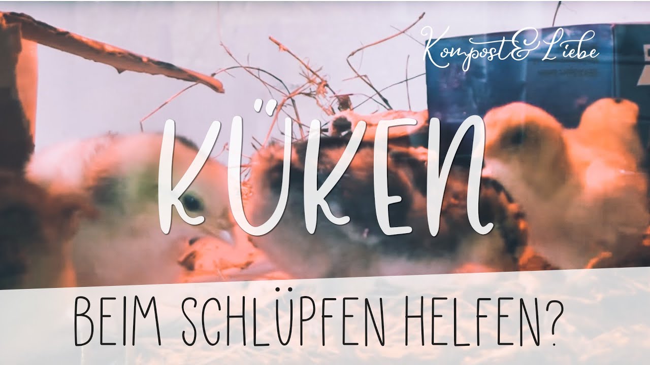 🐣 Küken retten und beim Schlüpfen helfen?! JA ODER NEIN? Meine Erfahrungen 🐤 Kompost&Liebe