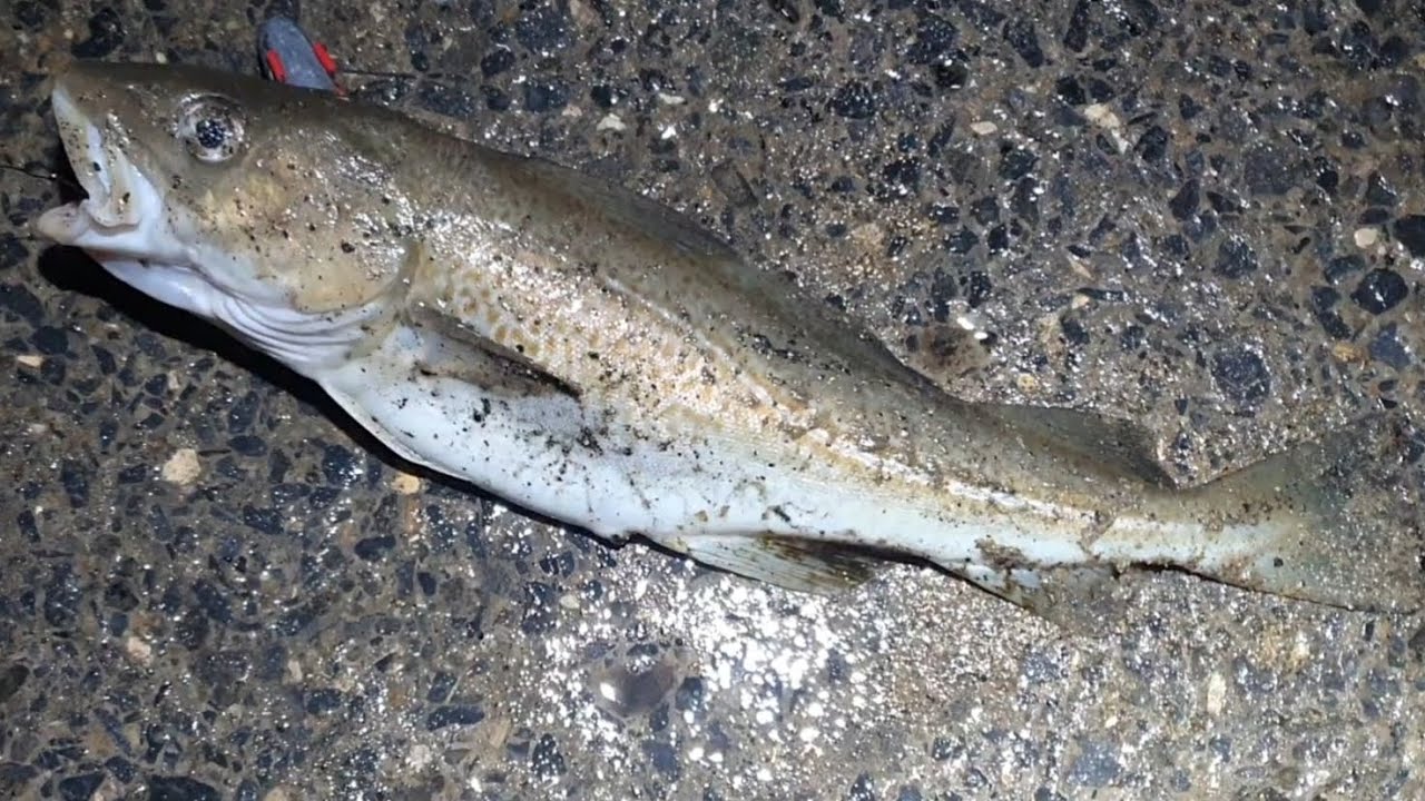 COD FISHING @HENDON PROM SUNDERLAND NORTH EAST COD FISHING #fishing #cod #codfishing