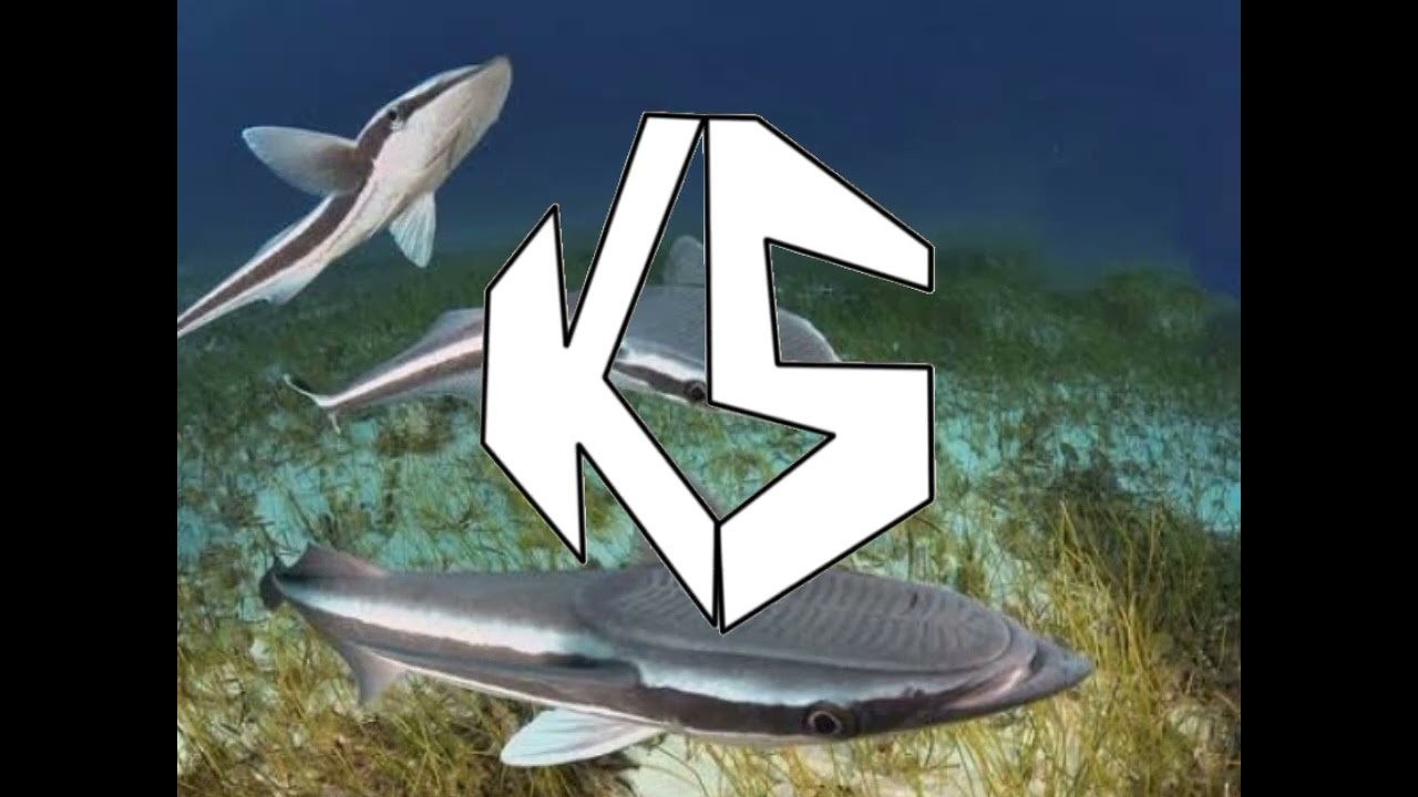 fakta menarik ikan remora