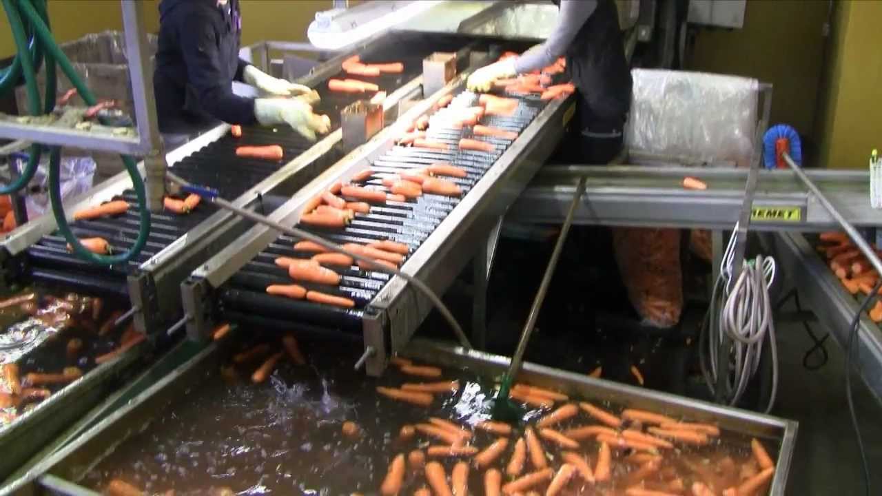Tiia ja Sakari Meskasen porkkanatila