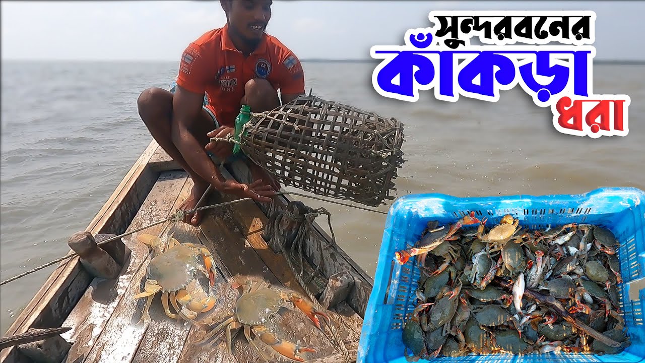 মাঝ নদীতে চাক পেতে কাঁকড়া ধরায় ব্যাস্ত জেলেরা | Mud Crab Catching | Adventure BD