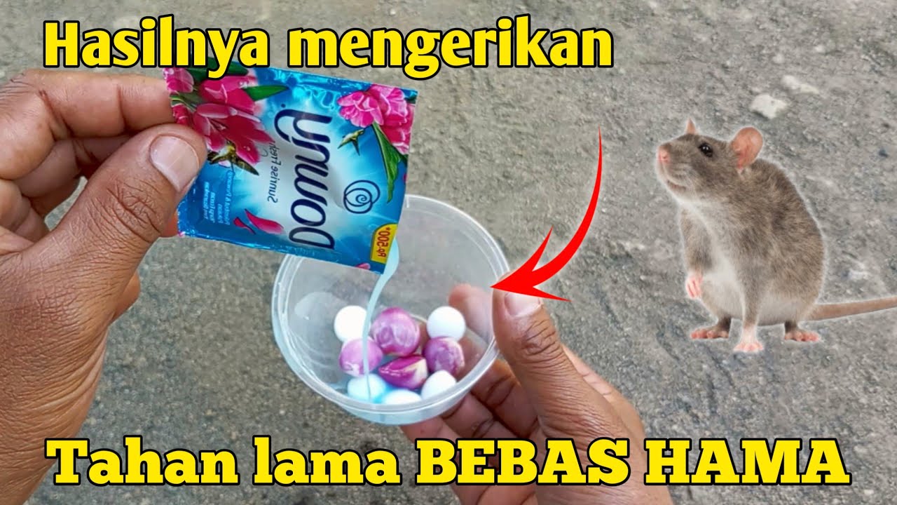 KENAPA TIDAK DARI DULU‼️ Padahal banyak yg butuh cara ini pengusir tikus paling ampuh