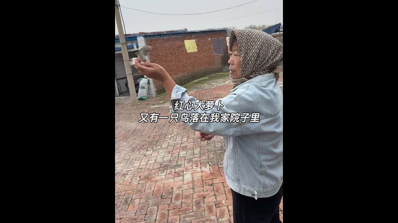 又有一只不知道叫什么名字的鸟落在我家院子里了 放在手上也不飞走 大家知道叫什么吗？今天我妈捡了几个心里俊大萝卜 真的是萝卜如其名长得真好看！拌点酸酸甜甜的大萝卜开胃又下饭～#故乡不再是模糊的梦 #欢