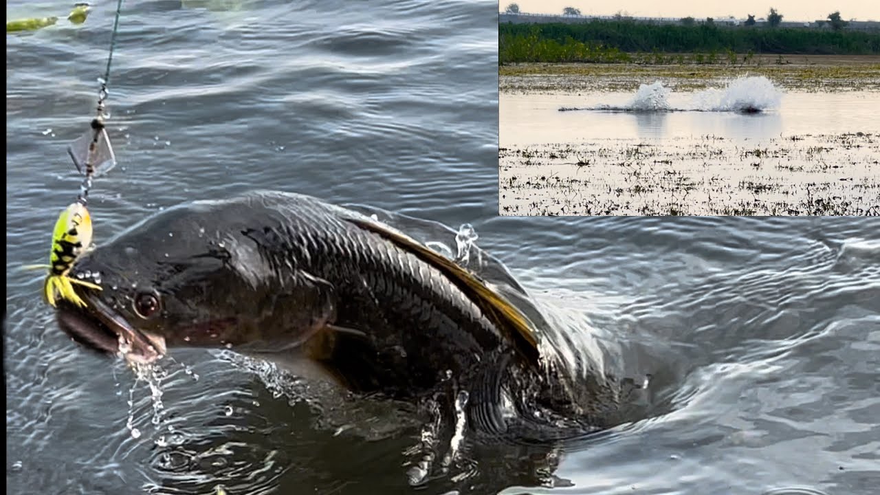 Amazing snakehead fishing || attack मरल हमला कैसे करती है बिल्कुल नजदीक से देखें k zoom video.
