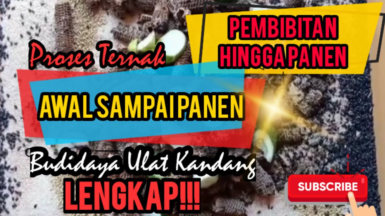 Budidaya Ulat Kandang dari Awal Hingga Panen