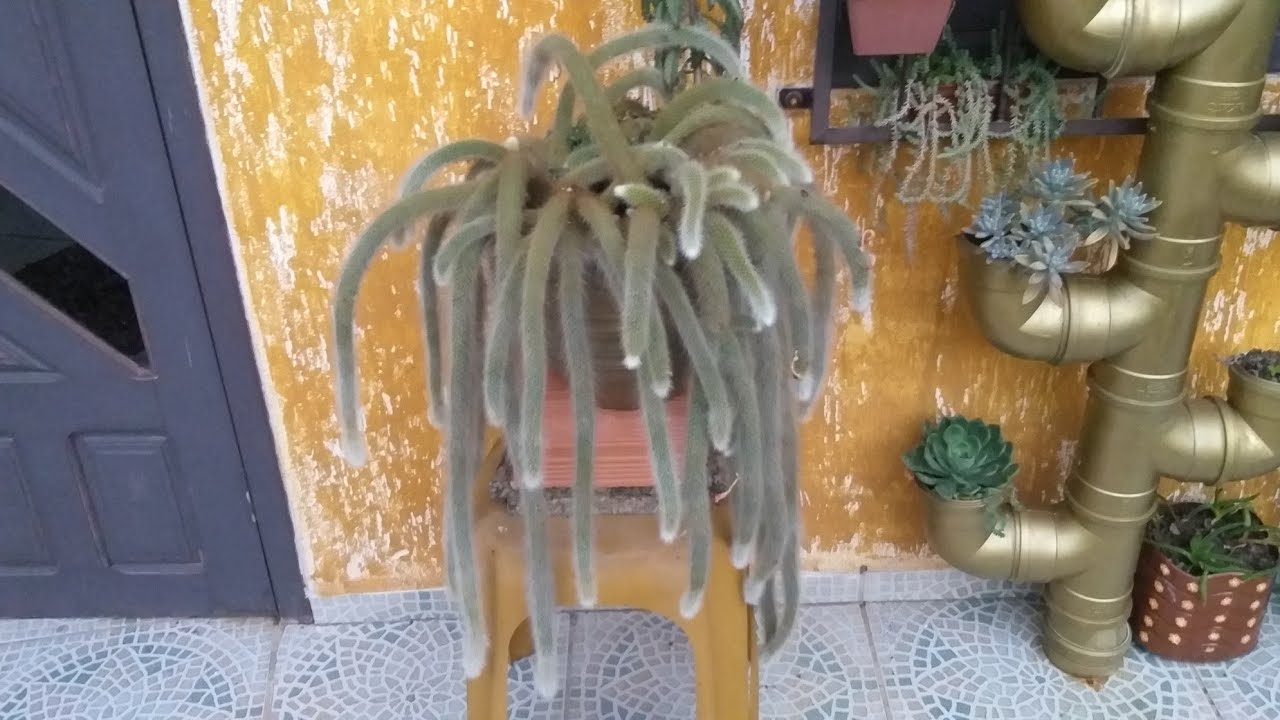 Rabo de macaco, gato, rato,peixe, lagartixa e tatu!