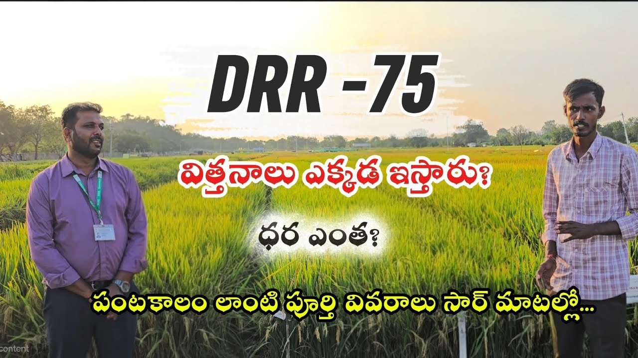 DRR ధాన్ 75 విత్తనాలు ఎక్కడ దొరుకుతాయి? ధర ఎంత? దిగుబడి ఎంత? పూర్తిగా శాస్త్రవేత్త మాటల్లో.! @