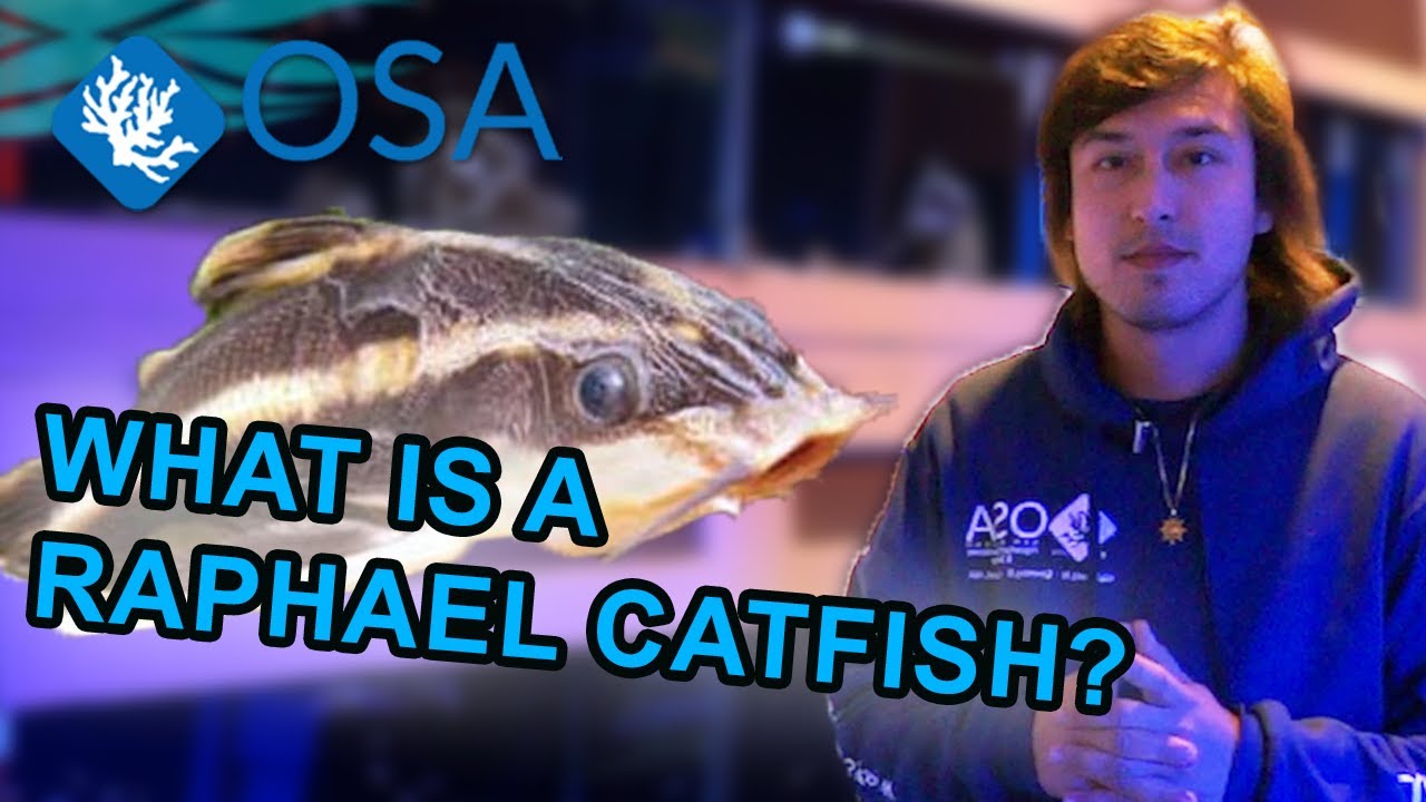What are Raphael Catfish? | What is a Fish with Taras