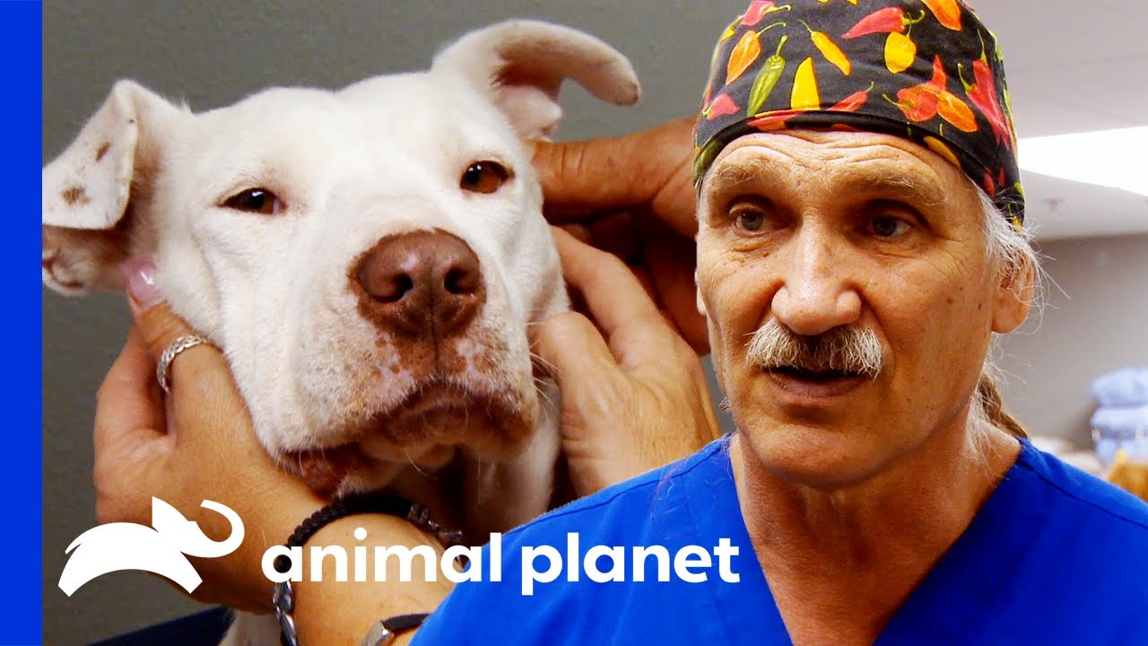 Deaf Dog Has BB Pellet in Her Ear | Dr. Jeff Rocky Mountain Vet