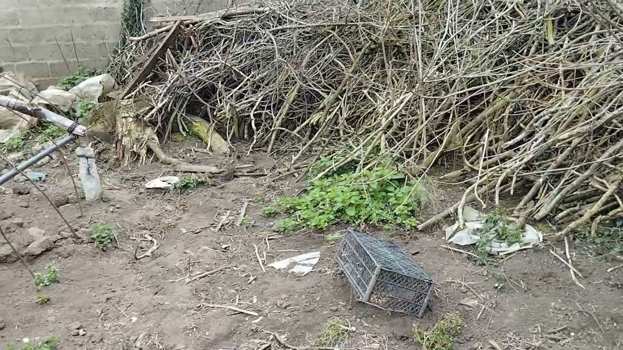 Beş kuş kapanı (tuzağı) kurdum ve bir günde kaç kuş yakaladığımı sizlerle paylaştım
