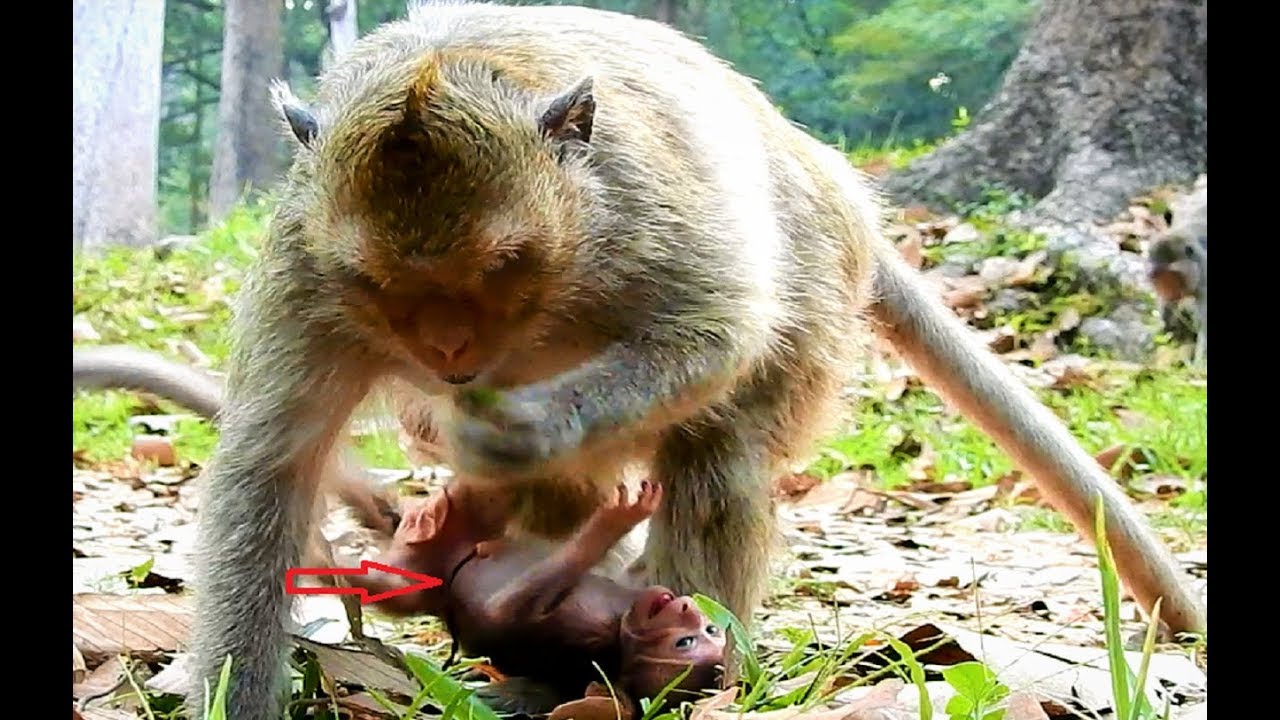 New Baby Monkey, Jessie Just Born On December 21, 2017 Cry Loudly Because Mom Doesn&rsquo;t Carry Her.