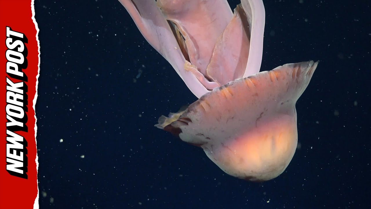 'Bus-Sized' Jellyfish Filmed Floating Deep Below the Ocean Off Argentina