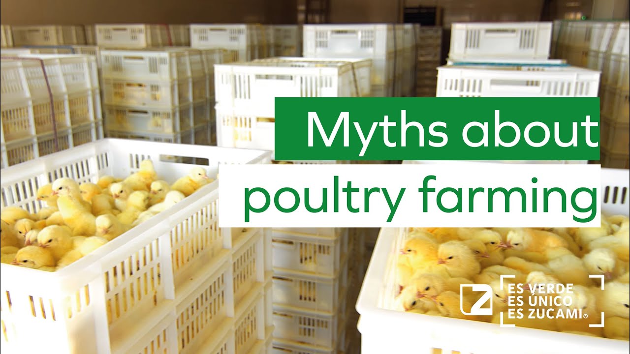 🐔🐔 Myths about poultry farming. 5 Chicken Myths You've Probably heard That Aren't True 🐔🐔