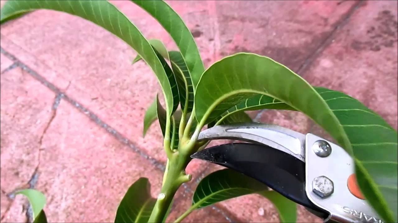Mango Scions for Grafting:  Select Buds at the Right Stage