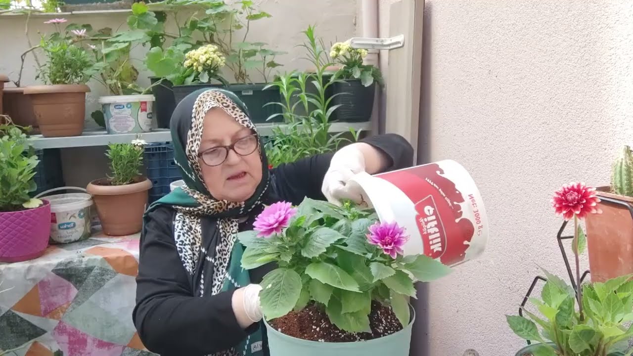 Yıldız Çiçeğimin Muhteşem Bakım Sırları! Yıldız Çiçeği Saksı Değişimi