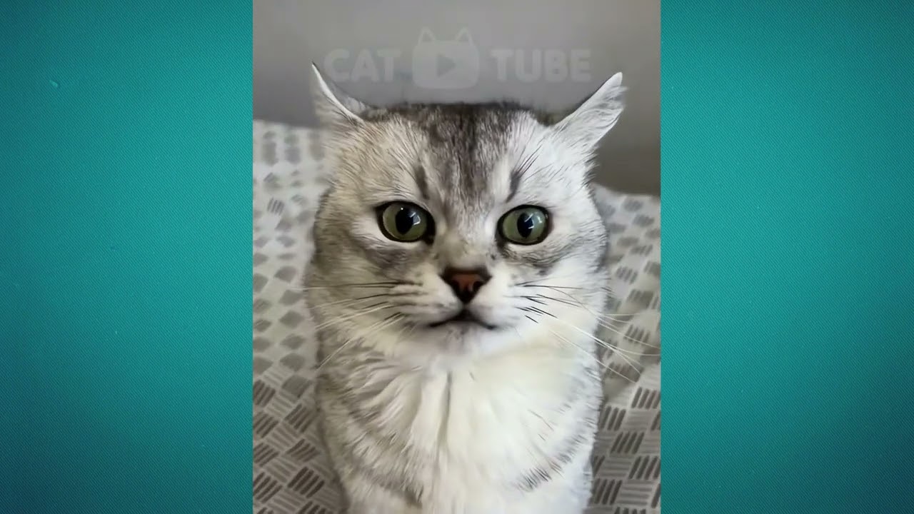 😹🤪Смейтесь до слез: Самые смешные кошачьи неудачи всех времен! 😹🤪