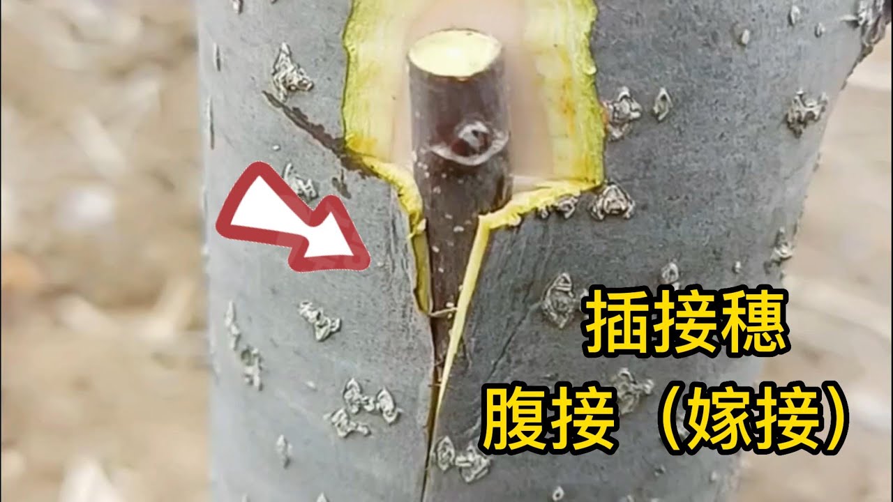 果樹腹接（嫁接）全過程，簡單易學，成活率高           The whole process of fruit tree belly grafting (grafting) is simple