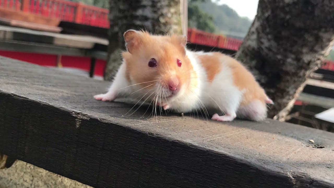 My hamster died