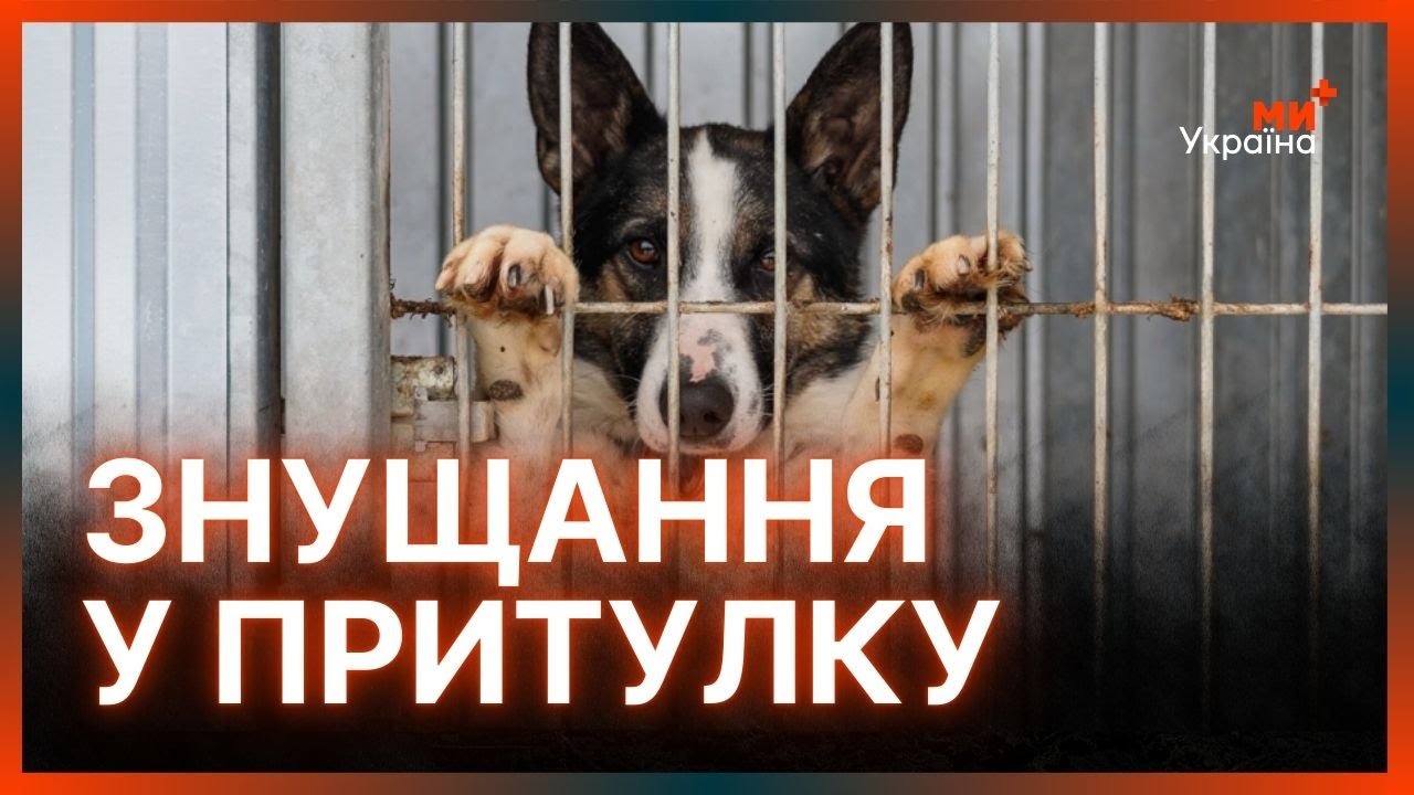 ГУЧНИЙ СКАНДАЛ в притулку для ТВАРИН 