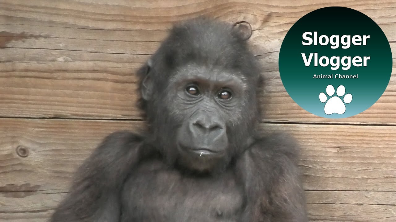 Introducing The Bristol Zoo Gorilla Family