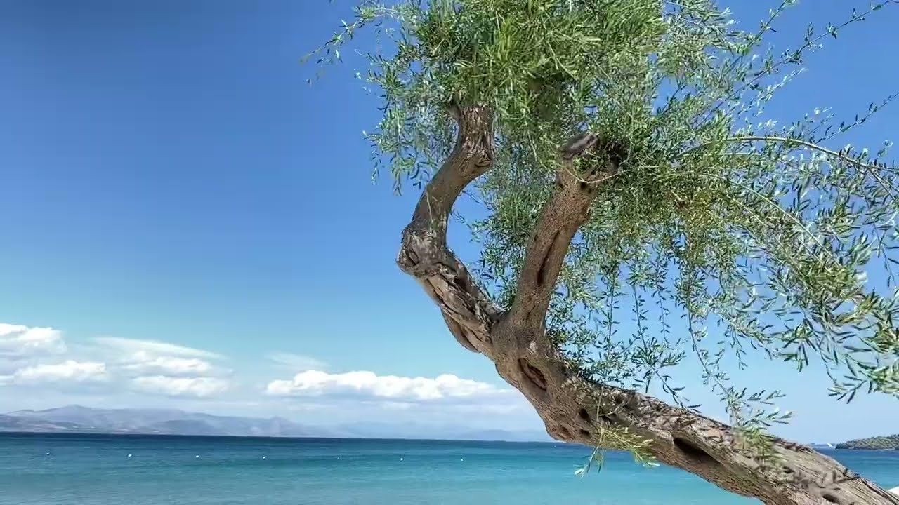 Elea Beach Hotel in Dassia - Summer is here!