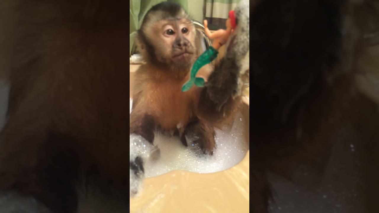 Baby Monkey Bath