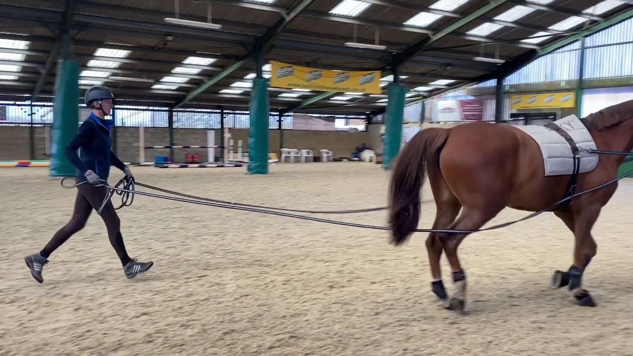 Long Reining & Lunging With 2 Reins - Starter Guide !