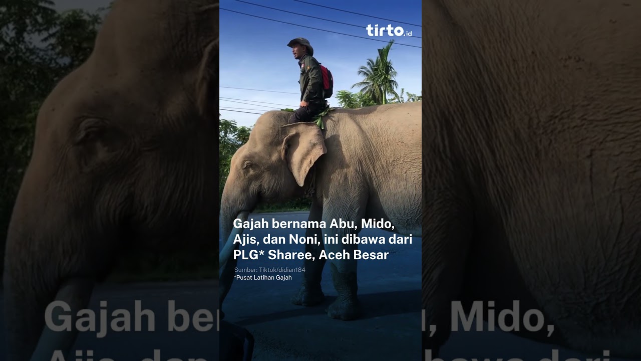 BKSDA Aceh: Pelibatan Gajah untuk Bersihkan Puing Utamakan Keselamatan Satwa