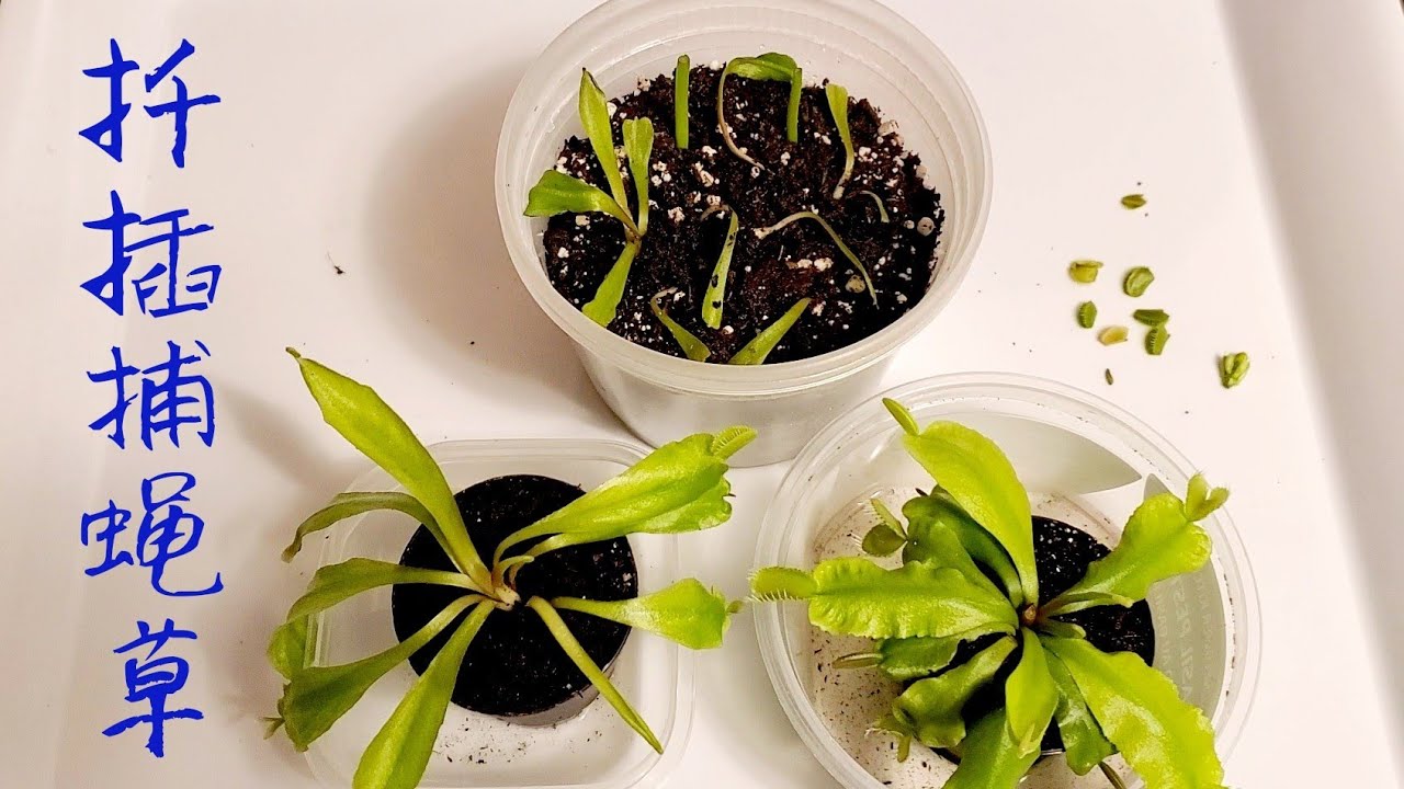 扦插捕蝇草 Venus flytrap cuttings