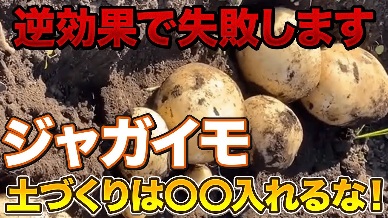 【肥大化しません】ジャガイモを大きく育てるために知っておく土づくりについて