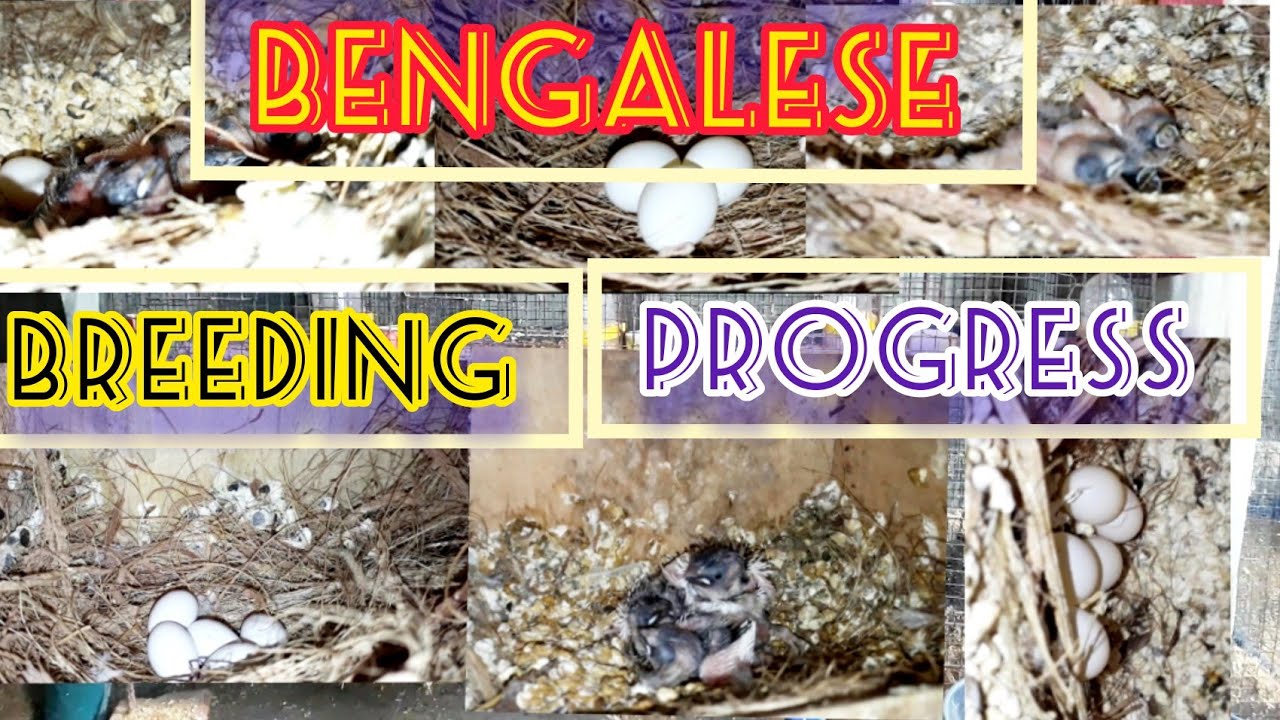 BENGALI FINCHES BREEDING PROGRESS.বাংলা ফিঞ্চের প্রজনন অগ্রগতি।बंगाली फिंच प्रजनन प्रगति।