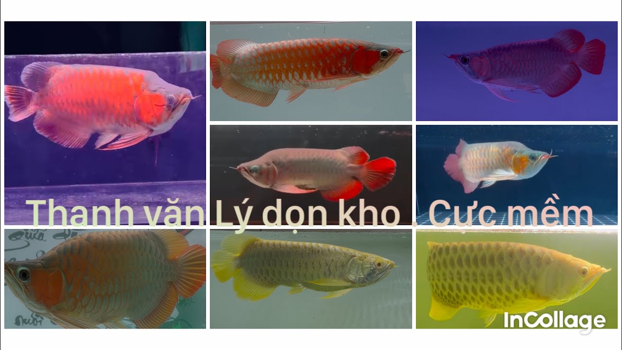 Cuối năm Tổng dọn kho xã hàng . FAFU - SHORT - ĐUÔI CÀNG . VIP mà 🍠 cực mềm để AE so huu 