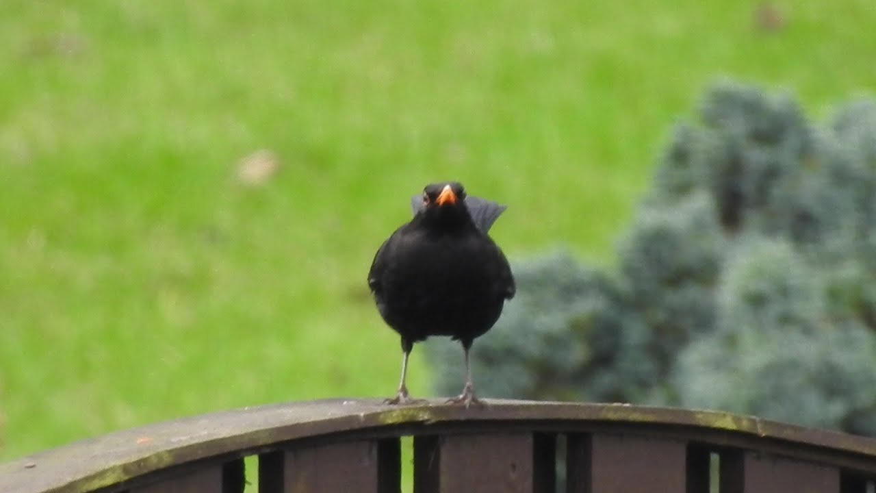 Blackbirds & Starlings. Feed the birds UK 24 01 26