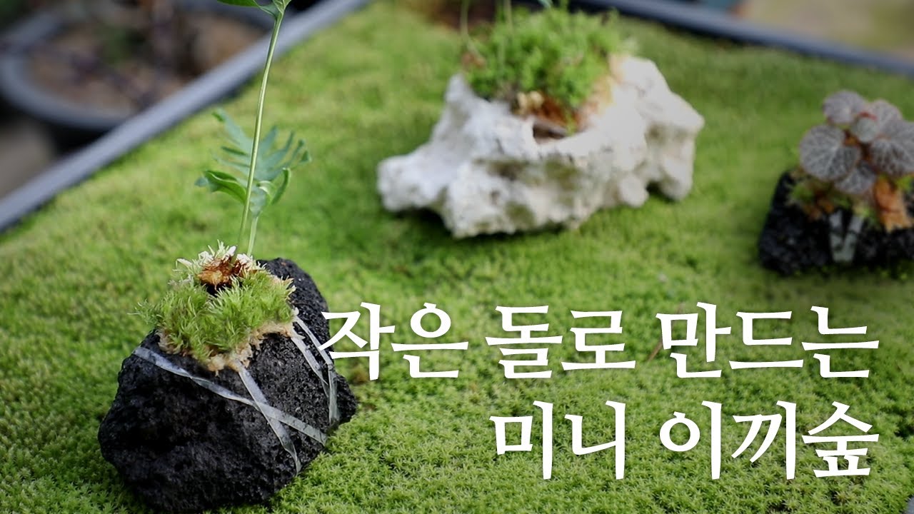 '내 손에 작은 이끼숲' 이끼 석부작 moss arium | Gardening
