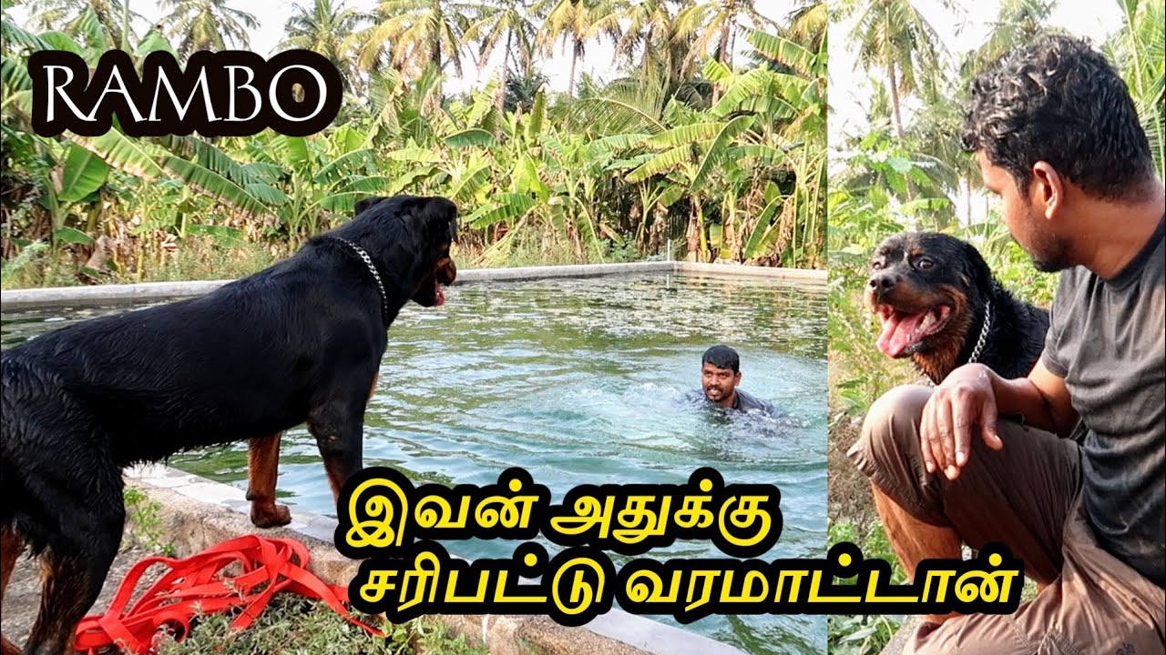 Swimming training for Rambo | இவன் சரிபட்டு வரமாட்டான் ,😂😂