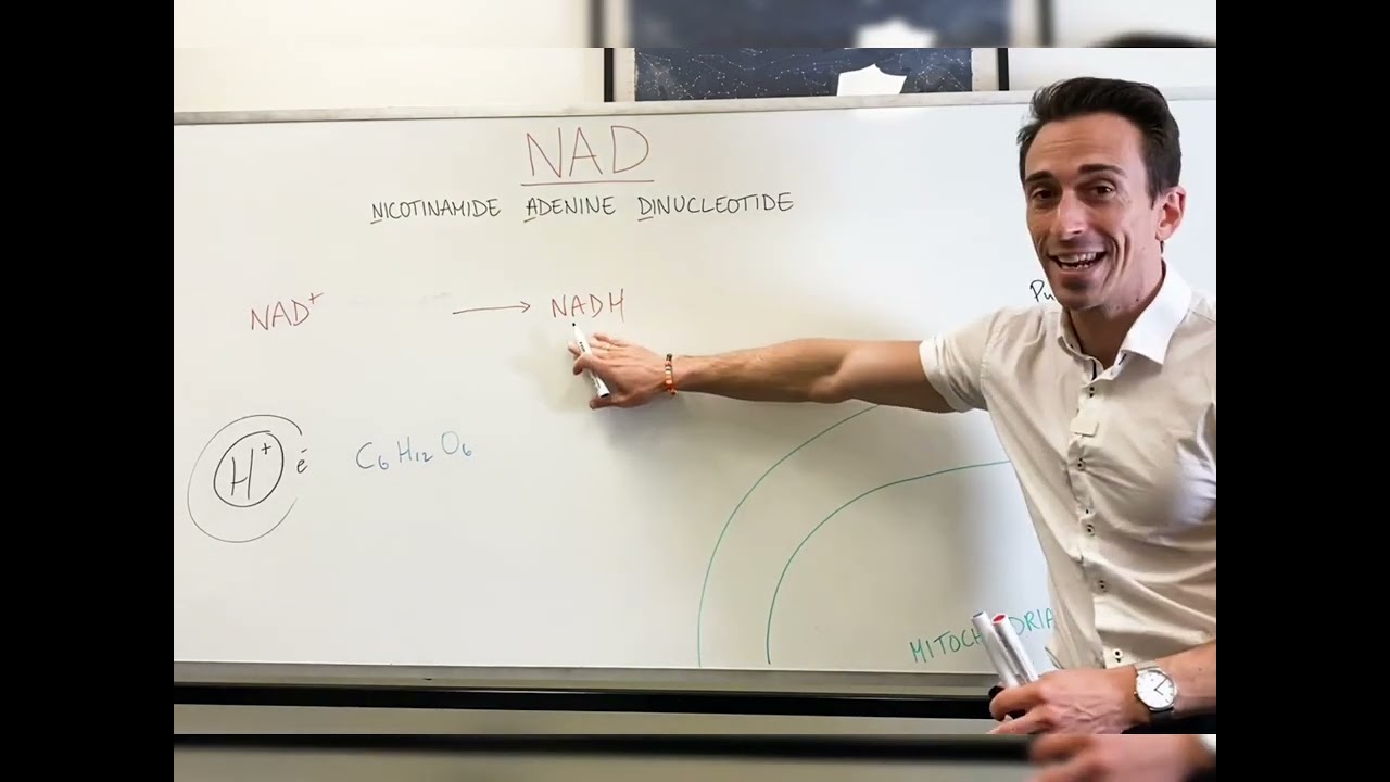 Что такое NAD+? @DrMattDrMike