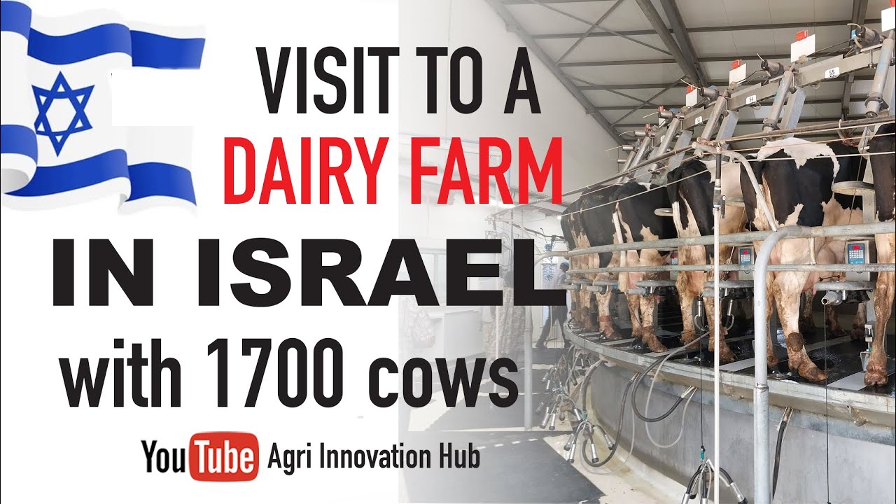 Visiting Afi Dairy Farm in Israel and saw how 956 cows are producing 37,000 liters Daily