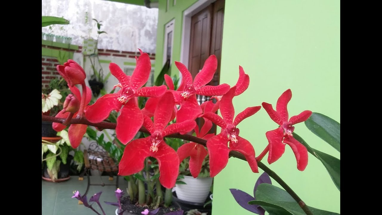 Fire Orchid -  Renanstylis Bangkok Beauty - (Renanthera azimah x Renanthera Bangkok Flame)