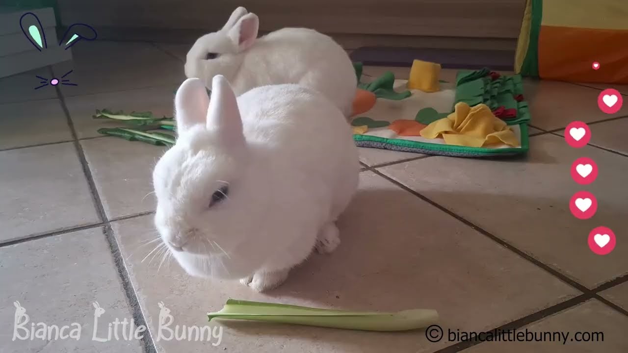 Due Conigliette Nane, Stesso Cibo&hellip; Ma Una Regola il Ritmo 😂🐰