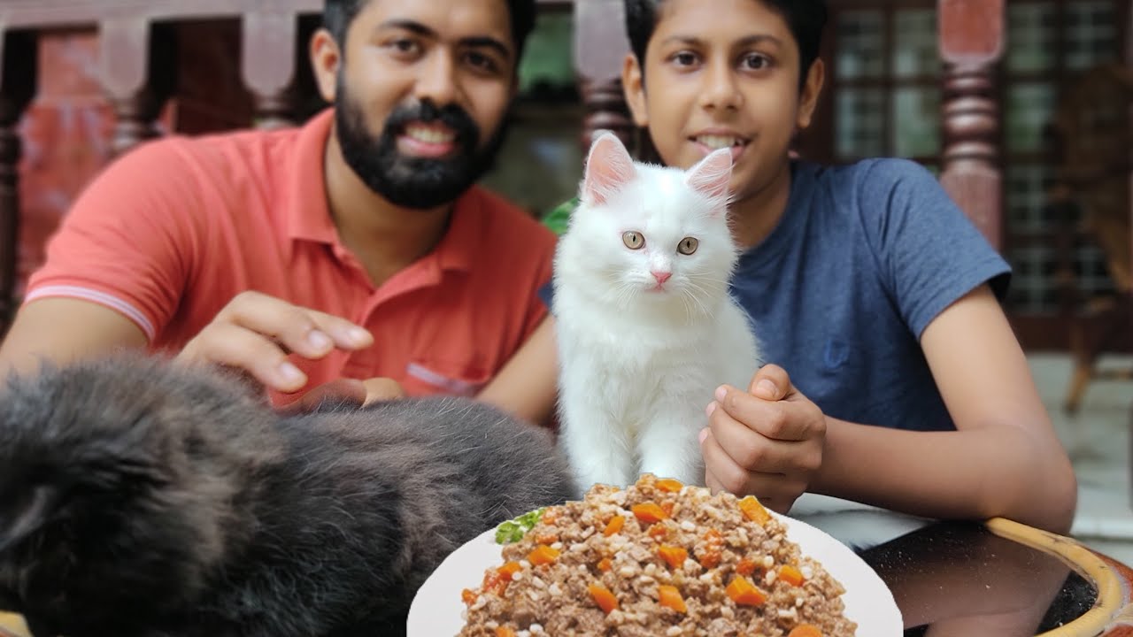Best homemade cat food🐈|persian cat food|All about persian cat|cat food recipe malayalam|Adams vlog