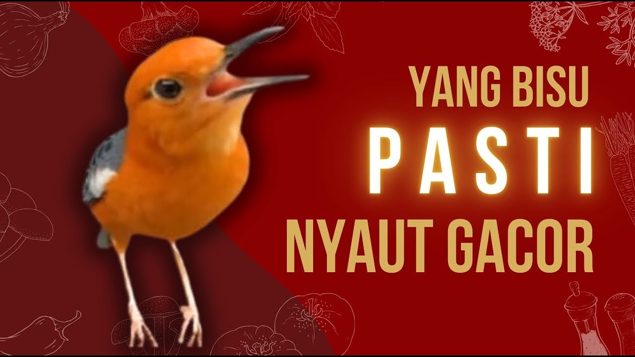 CEPAT RESPON! 1000% efektif buat pancingan Anis merah bisu macet total biar bunyi kembali | 42