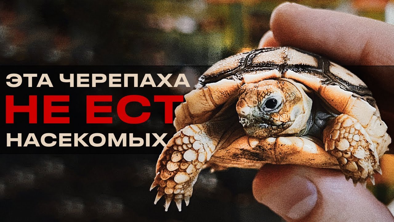 ГОСТЬЯ ИЗ АФРИКИ | Содержание Шпороносной черепахи   Centrochelys sulcata