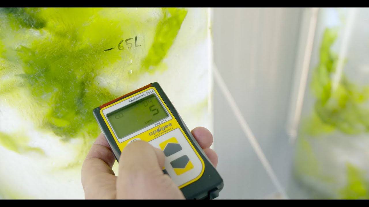 INNOVALGA: Cultivo y aprovechamiento de las macroalgas y microalgas - Jornada 10 OCTUBRE 2023