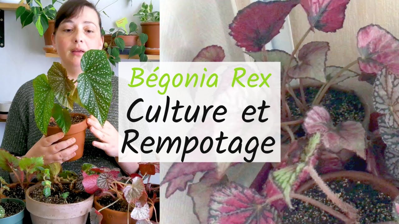 🌿BEGONIA REX : Mes conseils et Rempotage avec de la VERMICULITE | MA COLLECTION DE BÉGONIAS