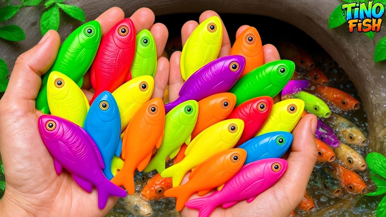 Catch beautiful colorful fish in small pond, koi fish, betta fish, platy fish, guppies, baby eels